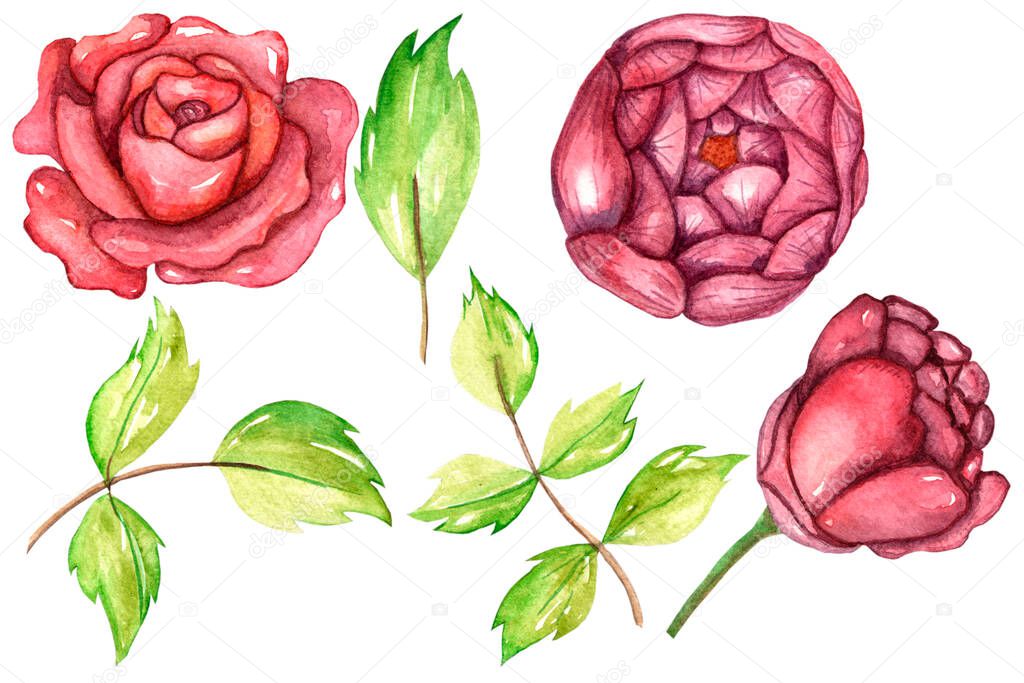 beautiful floral element watercolor nand drawing
