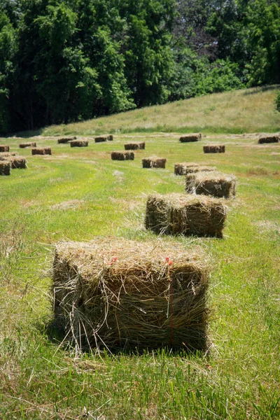 Balle quadrate di fieno — Foto Stock