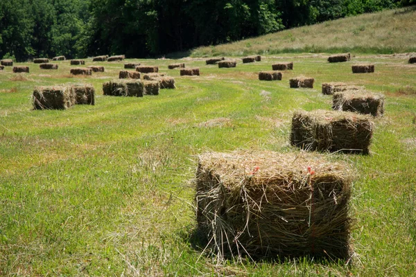 正方形の干し草の俵 — ストック写真