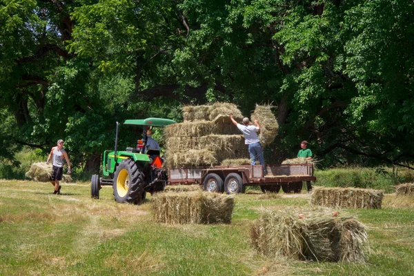 Farmers Sons Stacking Hay Bales — Stock Photo, Image