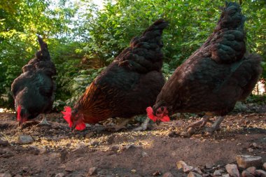 Üç tavuk yemek için tırmalamak