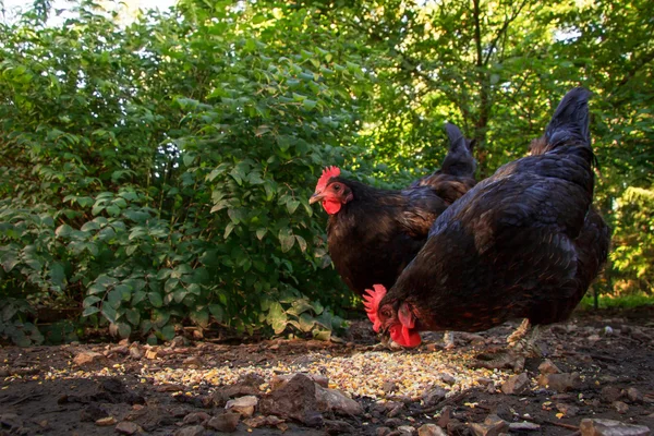 Duas galinhas no estaleiro — Fotografia de Stock
