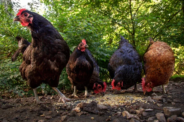 Cinq poules dans leur basse-cour — Photo