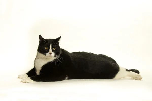 Fette Katze auf weißem Hintergrund — Stockfoto