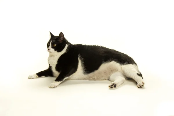 Gato gordo sobre fondo blanco — Foto de Stock