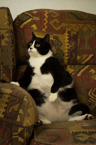 Tlustá kočka na křeslo — Stock fotografie