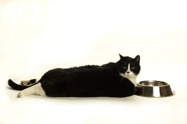 Fett katt på en diet — Stockfoto