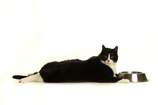 Жирный кот на диете — стоковое фото