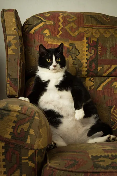 Gato Gordo no Recliner Fotografias De Stock Royalty-Free