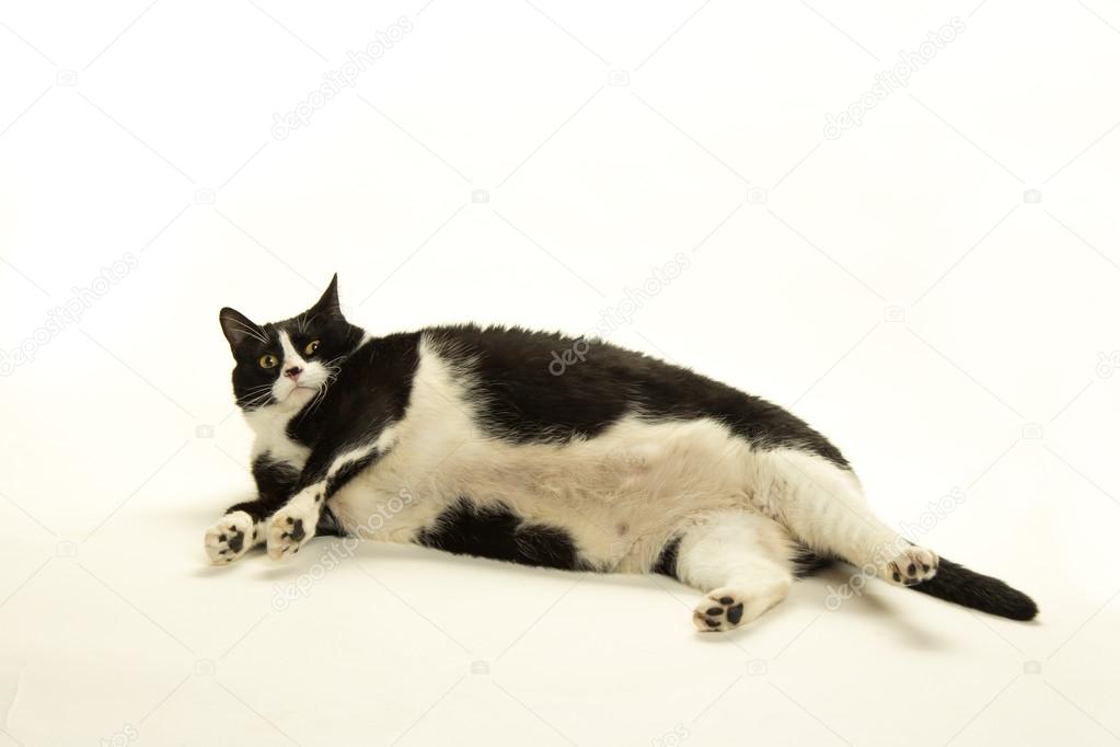 Fat white and black cat