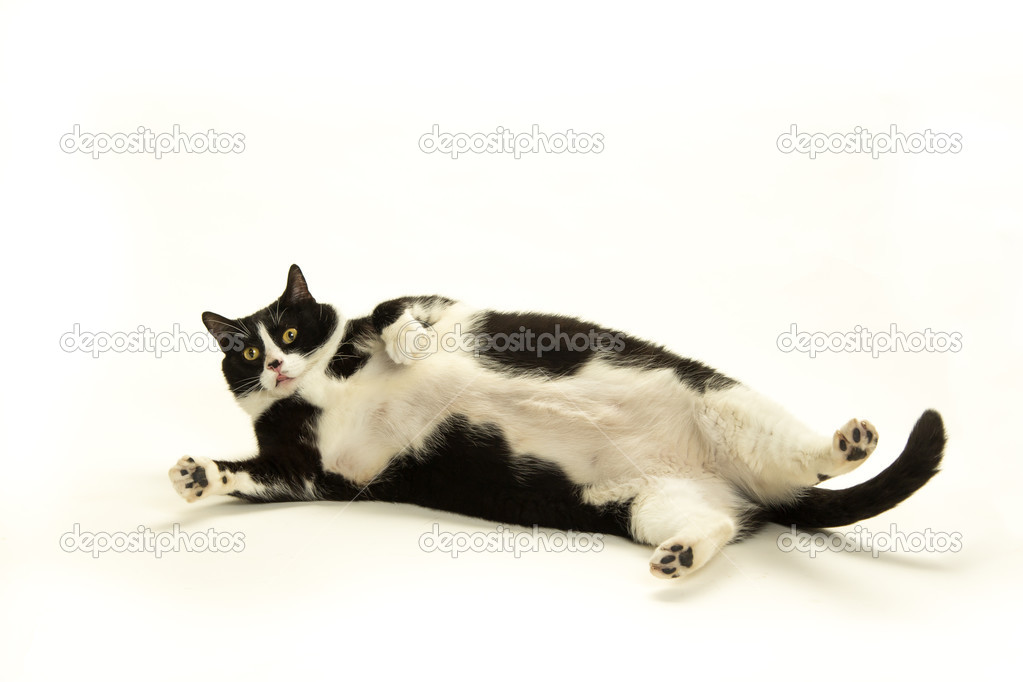 Fat white and black cat