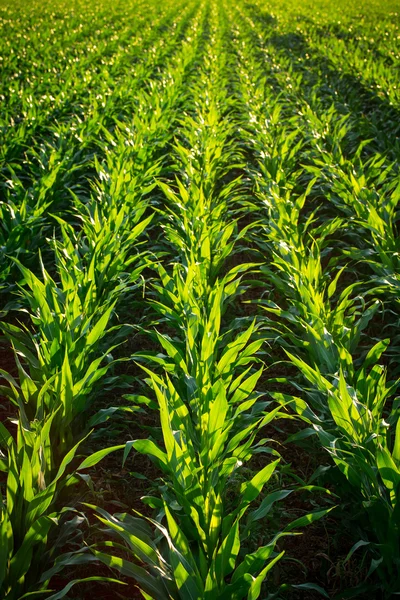 Plantas jóvenes de maíz —  Fotos de Stock