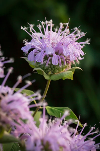 A Missouri Wildflower Stock Picture