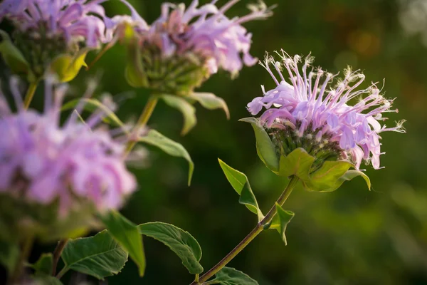 Un fiore selvatico del Missouri Foto Stock Royalty Free