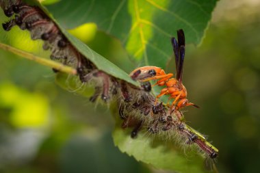 Kırmızı yaban arısı kıllı tırtıllar avlar
