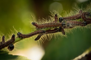 bir kök üzerinde kıllı tırtıllar