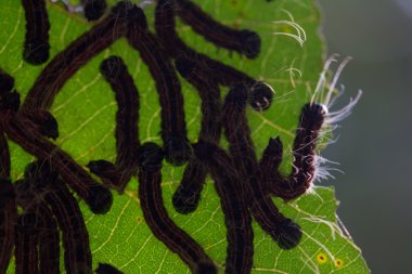 kıllı tırtıllar üzerindeki yaprak