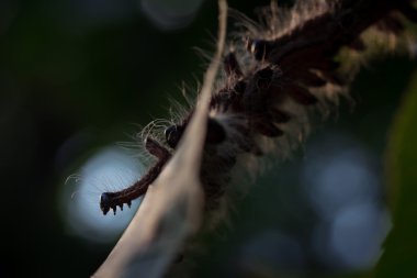 bir kök üzerinde kıllı tırtıllar