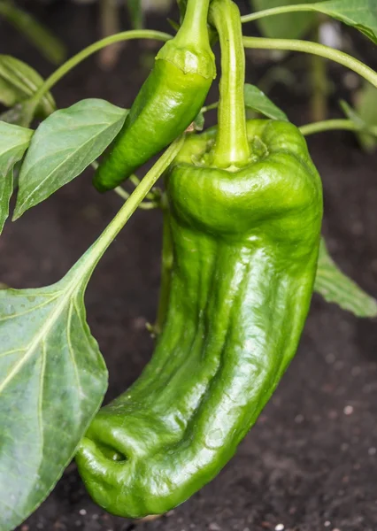 Pepper plant Royalty Free Stock Images