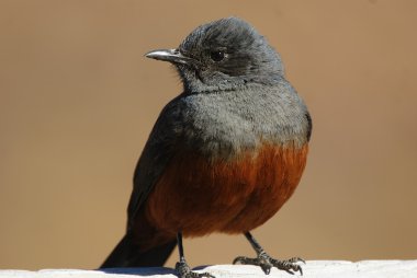 alaycı uçurum sohbet