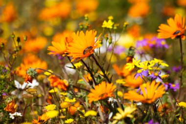 kır çiçekleri, namaqualand, Güney Afrika