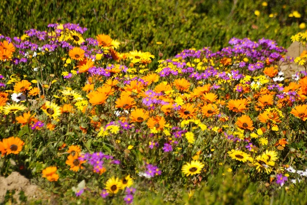 Divoké květiny, namaqualand, Jihoafrická republika — Stock fotografie