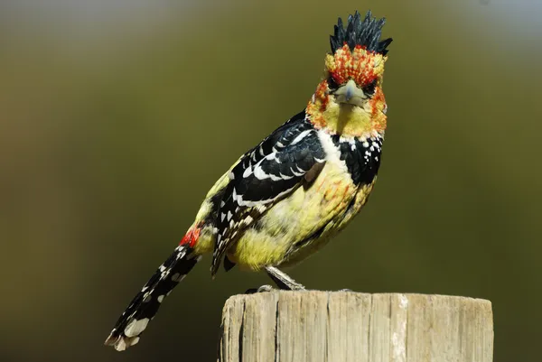 Crested Barbet — Stock Photo, Image