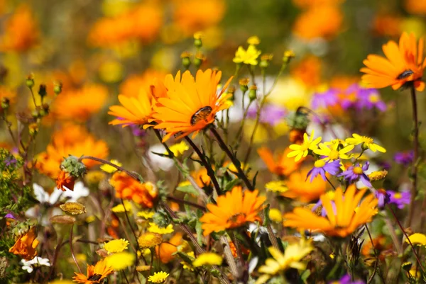 Kır çiçekleri, namaqualand, Güney Afrika Stok Resim