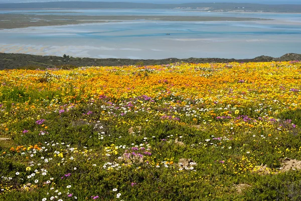 Kır çiçekleri, namaqualand, Güney Afrika Telifsiz Stok Imajlar
