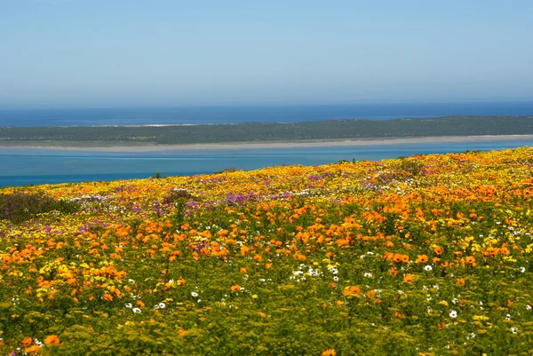 Kır çiçekleri, namaqualand, Güney Afrika Telifsiz Stok Fotoğraflar