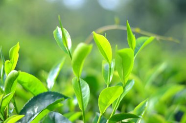 çay yaprakları
