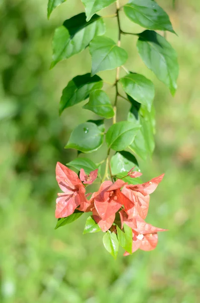 Red flowers — Stock Photo, Image