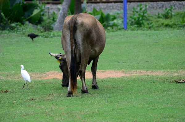 Brown cow — Stock Photo, Image