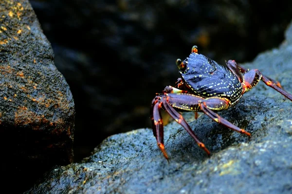 Krabben — Stockfoto