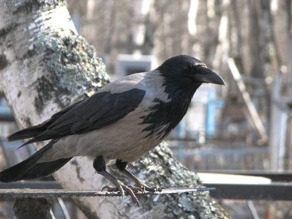 Kråkor i naturen — Stockfoto