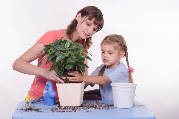 Anne ve kızı çiçek pot diğerine nakli — Stok fotoğraf