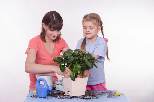 Mamá y su hija ponen una planta de interior en maceta — Foto de Stock