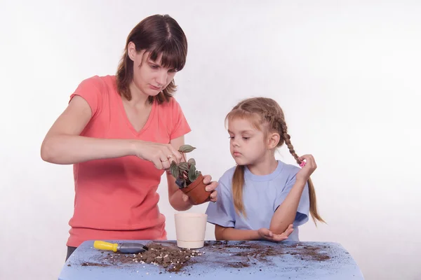 Anne ve kızı çiçek bir pot diğerine nakli — Stok fotoğraf