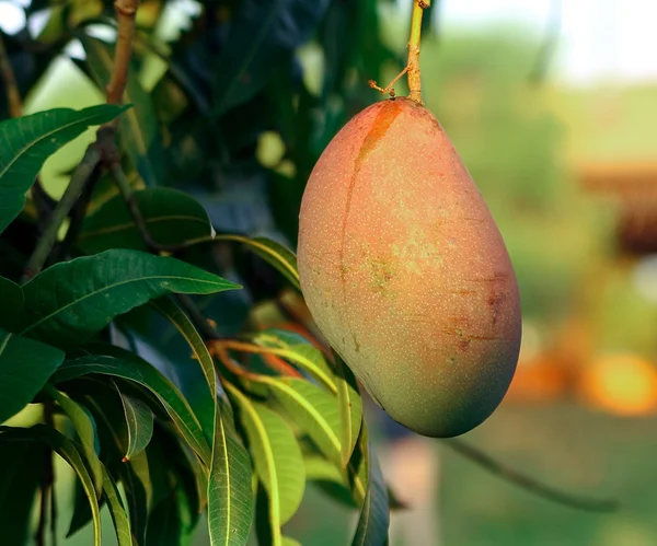 Čerstvé mango na stromě — Stock fotografie