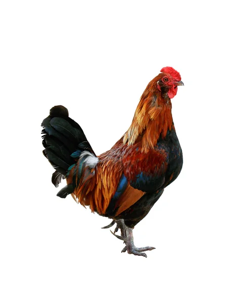 Kuře izolované na bílém pozadí Stock Snímky