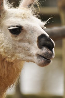 lama