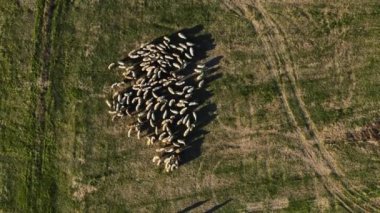 Kırsal Koyun Günbatımı Yavaş Sol Üst Aşağı Drone Hava Görüntüsü