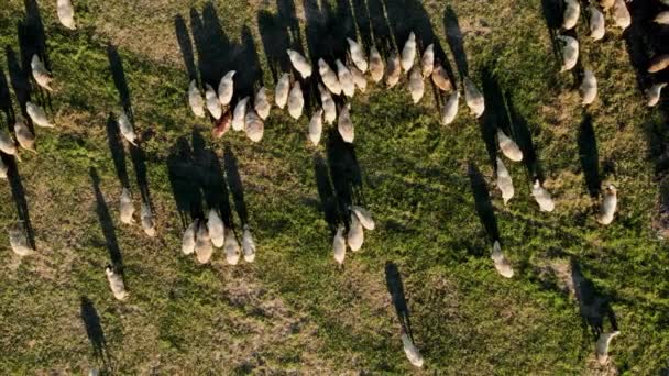 草地上的羊落日缓缓爬升俯冲俯冲俯瞰空中风景 — 图库视频影像
