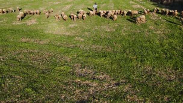 Sheep Grass Shepherd Sunset Forward Tracking Drone Aerial View — Stok Video