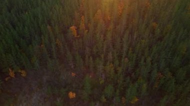 Mountainside Ormanı Günbatımı Fişekleri Aşağı Eğimli Hava Aracı Görünümü