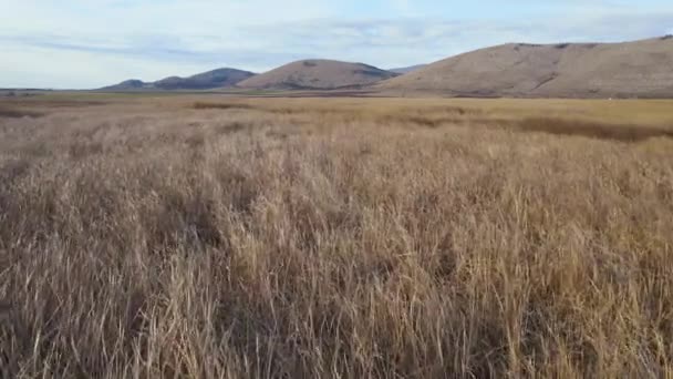 Hillside Marsh Grass Forward Horizontal Drone Aerial View — 비디오