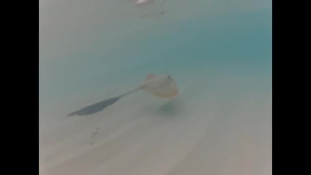 黄貂鱼 — 图库视频影像