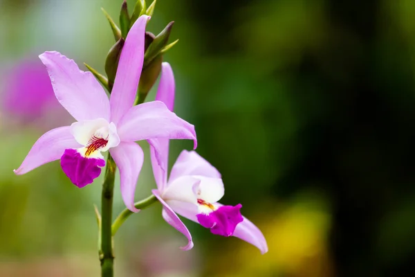 Bella orchidea viola Foto Stock Royalty Free