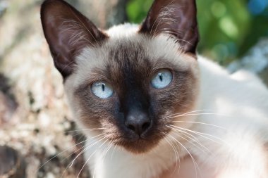 kedi, mekong bobtail