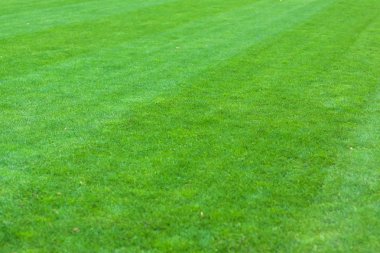 Yeşil Çimen Arkaplanı